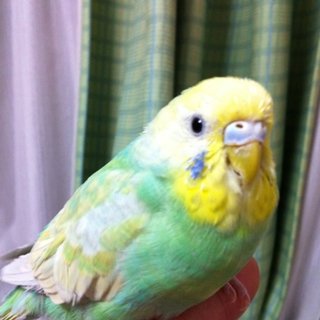 ありがとうございました。里親が見つかりました。