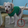 トイプードルマルチーズミックス犬　ビート君里親募集 サムネイル4