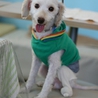 トイプードルマルチーズミックス犬　ビート君里親募集 サムネイル3