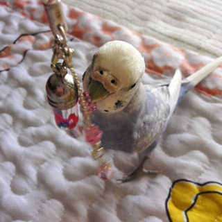 セキセイインコの女の子