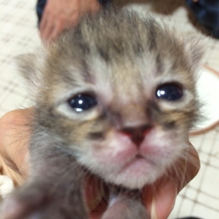キジ仔猫さん　