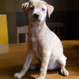 ミニピンの男の子です