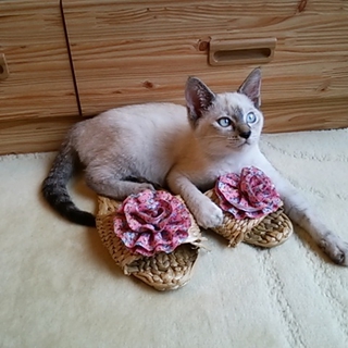 シャム雑種 メス2～3か月 可愛いです