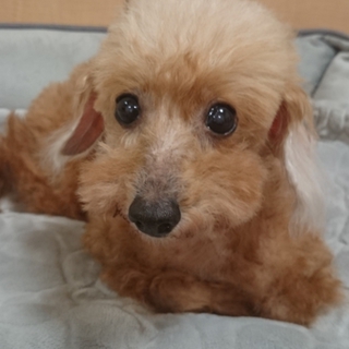 大人しくて温厚で性格最高保証の保護犬