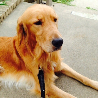 ゴールデンレトリーバー・オス・2歳