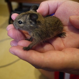 愛知県　デグー　オス　アグーチ　赤ちゃん