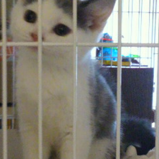 甘えん坊の男の子です。