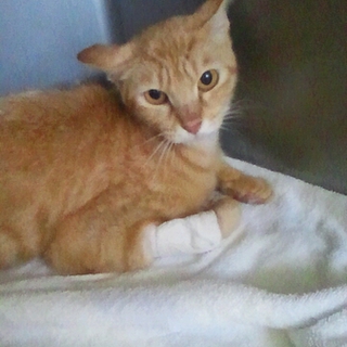交通事故にあった野良猫ちゃんです！