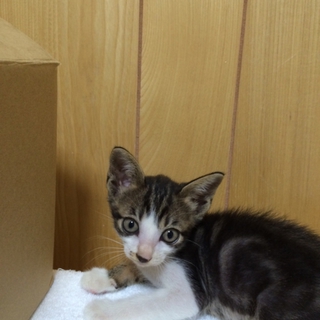 クールなイケメンキジシロ君