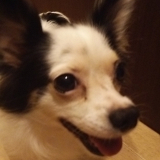 可愛がってくれるか方!ぜひお願いいたします。