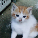 子猫をもらって下さい！