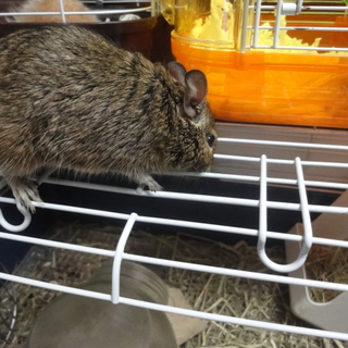 デグーの夫婦（♂ブルーパイドヘテロ＆♀ブルー）