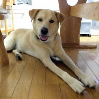 穏やかで飼い易い福くん