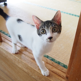白きじの男の子、推定３か月♪