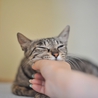 性格温厚な美猫さん♪ サムネイル3