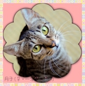 性格温厚な美猫さん♪