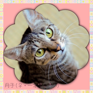 性格温厚な美猫さん♪