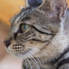 性格温厚な美猫さん♪ サムネイル4