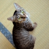 性格温厚な美猫さん♪ サムネイル7