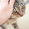 性格温厚な美猫さん♪ サムネイル6