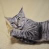 性格温厚な美猫さん♪ サムネイル5