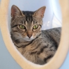 超美猫のキジトラ！風子ちゃん♪ サムネイル3