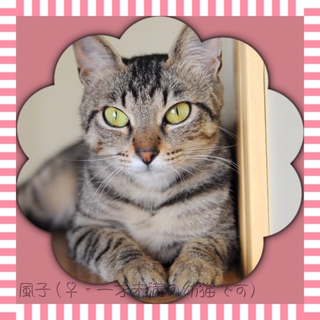 超美猫のキジトラ！風子ちゃん♪