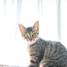 超美猫のキジトラ！風子ちゃん♪ サムネイル6