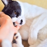 性格花丸！愛嬌たっぷ～りの蘭丸！ サムネイル7