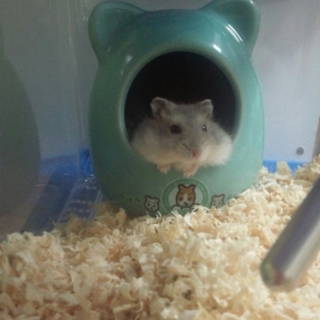 ※交渉中につき一時停止。ジャンガリアン里親募集