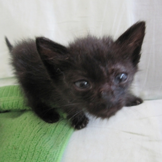 かわいいもこもこの黒猫　石松くん　１ヶ月