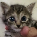 おとぼけ顔な子猫