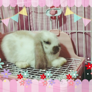 ロップイヤーと暮らしたい方