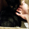 魔女の宅急便のジジに似たみやちゃん サムネイル5