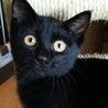 魔女の宅急便のジジに似たみやちゃん サムネイル4