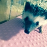 ハリーちゃん♥️ サムネイル3