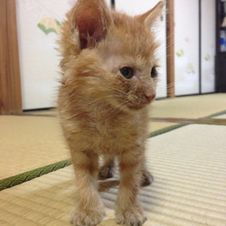 ぱぴぷぺ四兄弟の「ピー助(仮)君」です！！