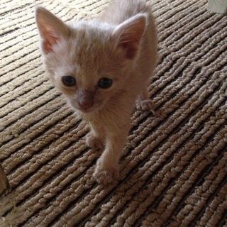 ぱぴぷぺ四兄弟の「パー子(仮)ちゃん」です！！