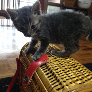 ぱぴぷぺ四兄弟の「プー太郎(仮)君」です！！