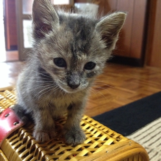 ぱぴぷぺ四兄弟の「ペ・ヨン順子(仮)ちゃん」です！