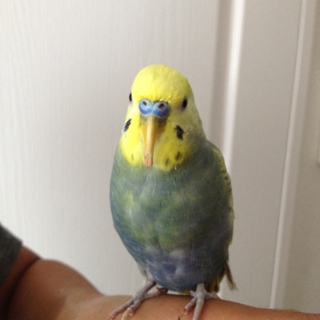 セキセイインコ2羽　雄雌