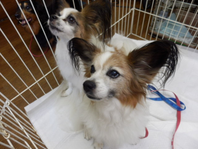 愛想良し パピヨンちゃん」大阪府 - 犬の里親募集(44452