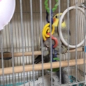オカメインコ里親募集！
