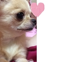 可愛いチワワちゃんです★