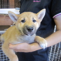 人が大好き！素朴で可愛い柴仔犬です