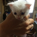 産まれたばかりのかわいい子猫です