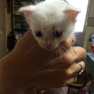 産まれたばかりのかわいい子猫です