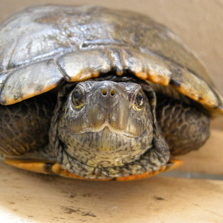 ご応募ありがとうございました。