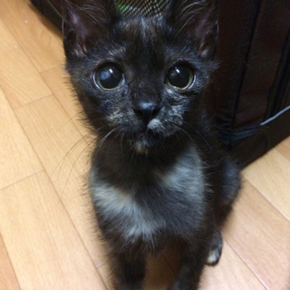 抱っこが好きな控えめな性格のサビちゃん