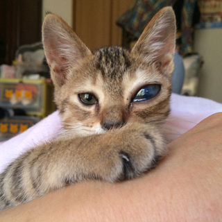 人も猫も犬も大好きなキジちゃん